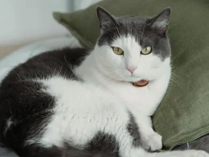 Sleep in 15 Minutes: Calm Mind Music