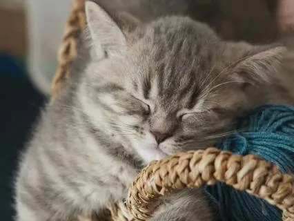 Fall Asleep Fast: Guided Self Healing Music