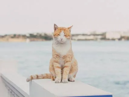 Fall Asleep Instantly: Deep Sleep Therapy Music