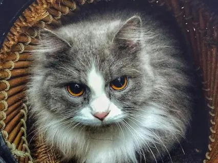 Let Go of Negative Thoughts: Sleep in Peace