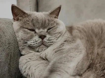 Soft Romantic Calm: Sleep with La Valse d'Amélie