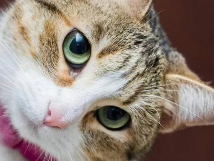 Calm Carousel Dreams: Sleep with Kalimba (Merry Go Round)