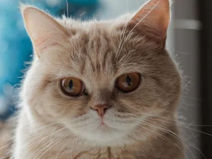 Gentle Winter Dreams: Sleep with Once Upon A December