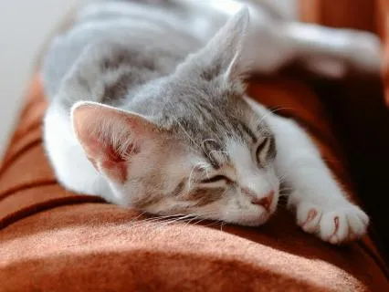 Calm & Comforting: Ratatouille Sleep Music