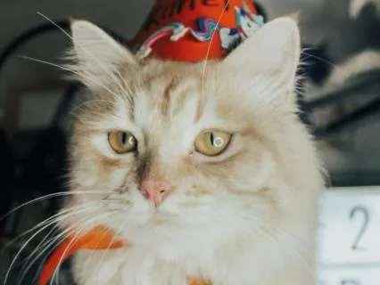 Sleep Softly: Calm Kalimba Night Music