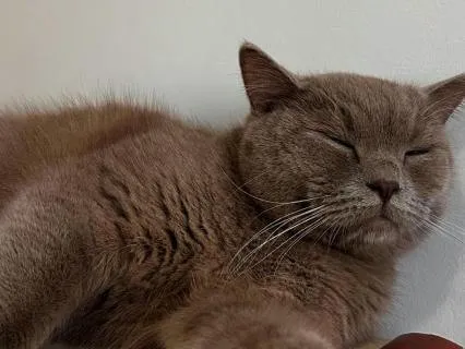 Cozy Winter Sleep: Soft Kalimba Night