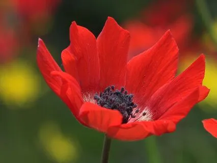 Deep Sleep Music Native Flute Guitar And Night Forest Sounds