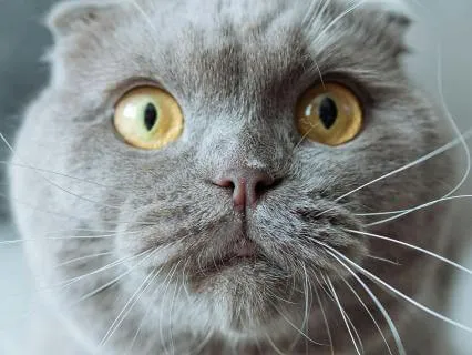 Soft Piano Calm: Relax & Sleep Deep