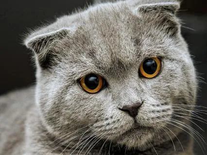 Quiet Your Thoughts: Relaxing Sleep Music