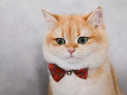 Stop Overthinking Tonight: Deep Healing Sounds