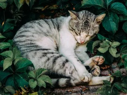 Stop Overthinking Now: Fall Asleep Peacefully