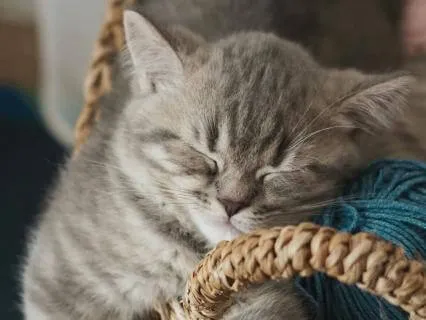 Let Go & Sleep Deep: Healing Night Music