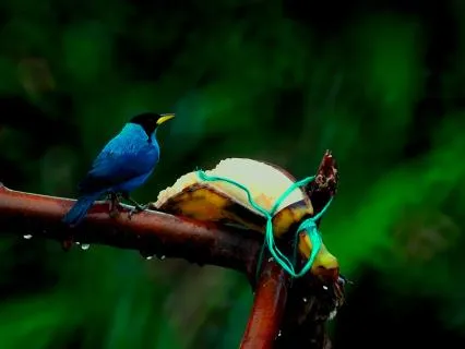 Deep Sleep Music With Rain, Birds & Soft Piano