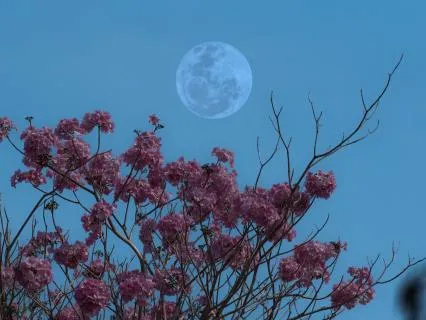 Deep Sleep Nervous System Reset