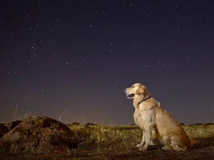 Deep Sleep - Pets Relax