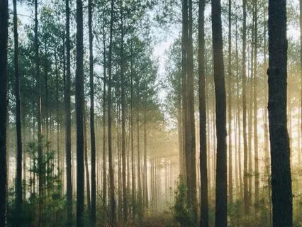 Deep Sleep Piano 432 Hz | Golden Forest Lights