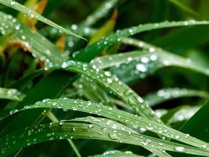 Deep Sleep Rain & Wind Therapy | 432Hz Healing Soundscape