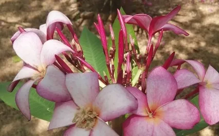 Deep Sleep Relaxing Cello + Viola + Guitar 432Hz