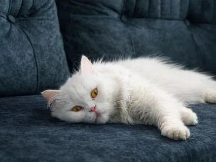 Deep Sleep: Relaxing Fireplace And Cat Purring Sound