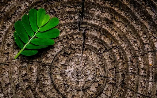 Deep Sleep - Sleep Peacefully