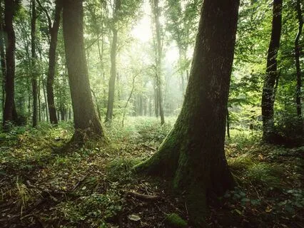 Deep Sleep Story Meditation: The Enchanted Garden