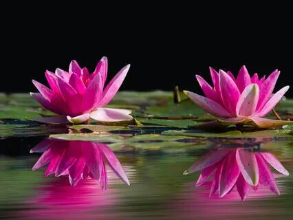 Deep Sleep Symphony: Delta Waves