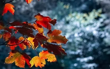 Deep Sleep - Third Eye Chakra - 432Hz Binaural Beats Music