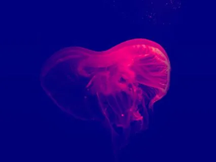 Deep Sleep Transformation