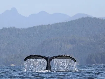 Deep Sleep: Whale's Song Underwater Lullaby 3 hours