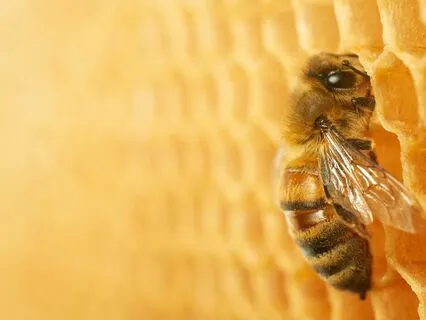 Deep Sleep With Bees Purring And Brown Noise Waves