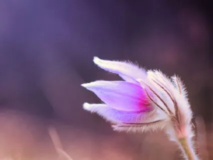 Deep Sleep With Delta Waves From Plants