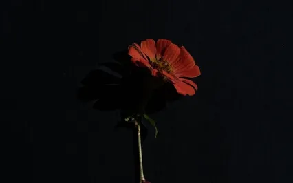 Deep Sleep With Light Sensation Of The Relaxation 