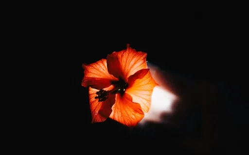 Deep Sleep With Peaceful Meditation For Your Brain And Soul