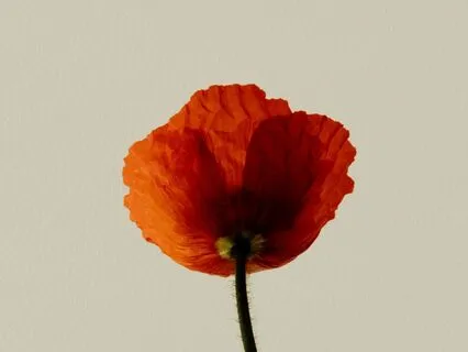 Deep Sleep With Raga Charukeshi