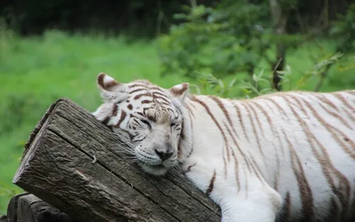 Deep Sleep Yoga Nidra