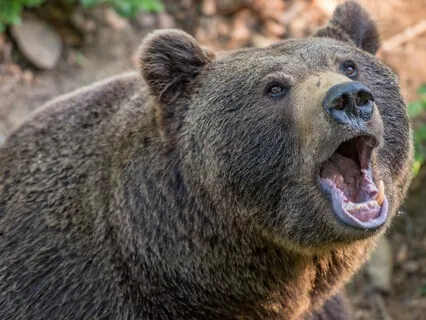 Deep Sleep Yoga Nidra: Transform Into A Bear And Slumber