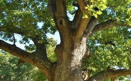 Deep Time Meditation