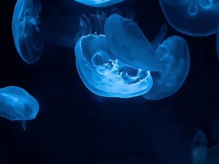 Deep Underwater Meditation - Music And Wind Chimes