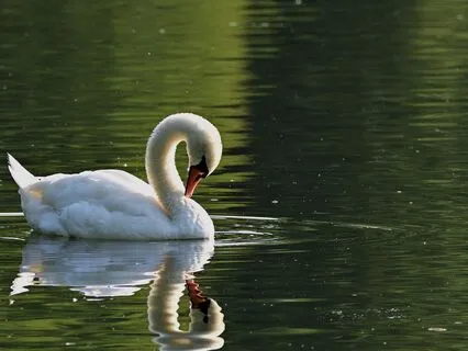 Deep Water: Zen Violin & Cello for Grounding