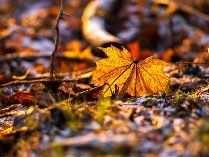 Deep Winter Roots - A Guided Visualisation