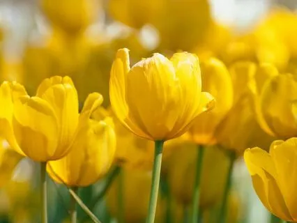 Deep Yellow Noise For Stress Reduction, Relaxation And Sleep