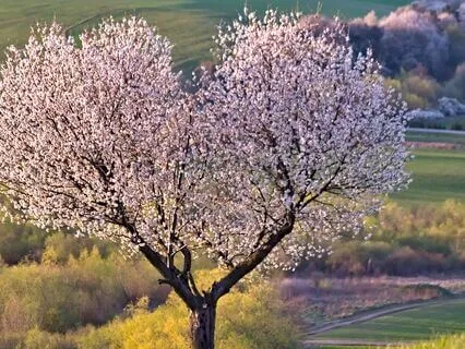 Let Love Be Who You Are