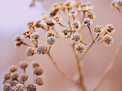 Deepest Healing At The Point Of Pain