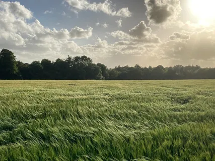 Deeply Grounded Guided Meditation