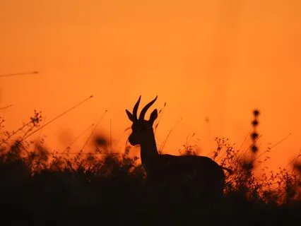 Deeply Soothing Soundscape To Calm The Nervous System