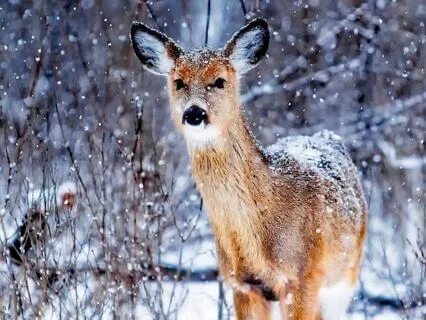 Deer Encounter for a sense of calm and increased awareness