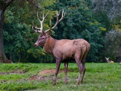 Deer Spirit: Enchanted Forest Music For Healing & Letting Go