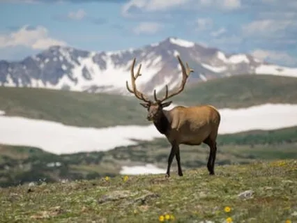 Deer's Feet Instrumental