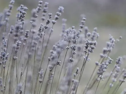 Deixar Anar amb la Respiració - Meditació