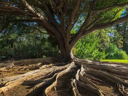 16 Deixar a Ansiedade Assentar